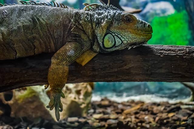 ¿Dónde les Gusta Vivir a las Iguanas?