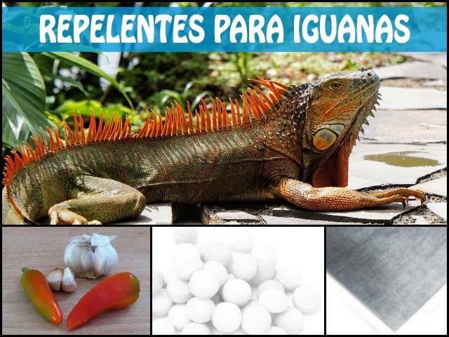 5 métodos efectivos para ahuyentar las iguanas de tu hogar