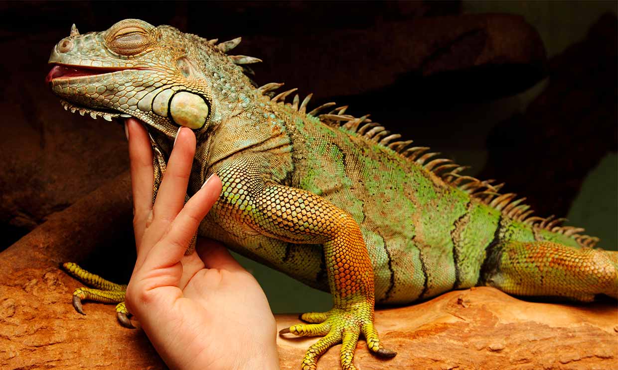 Consecuencias y cuidados: ¿Qué pasa si tengo una iguana en mi casa?