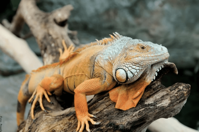 las iguanas pueden ayudar en el ecosistema