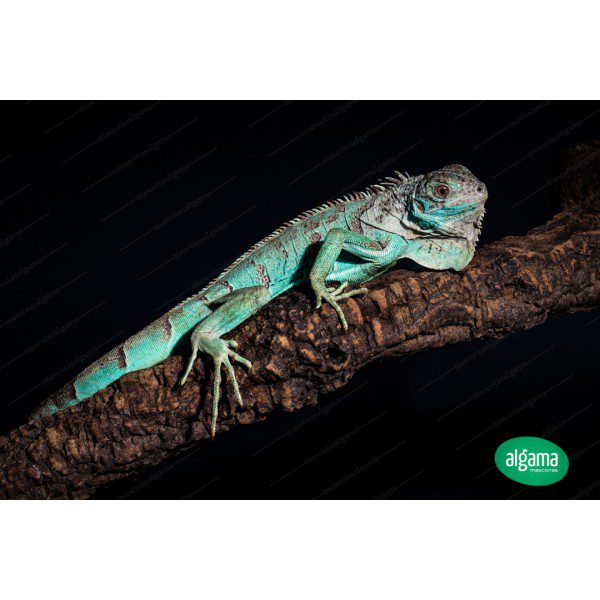 Descubre el precio de una iguana azul y todo lo que necesitas saber antes de adquirirla