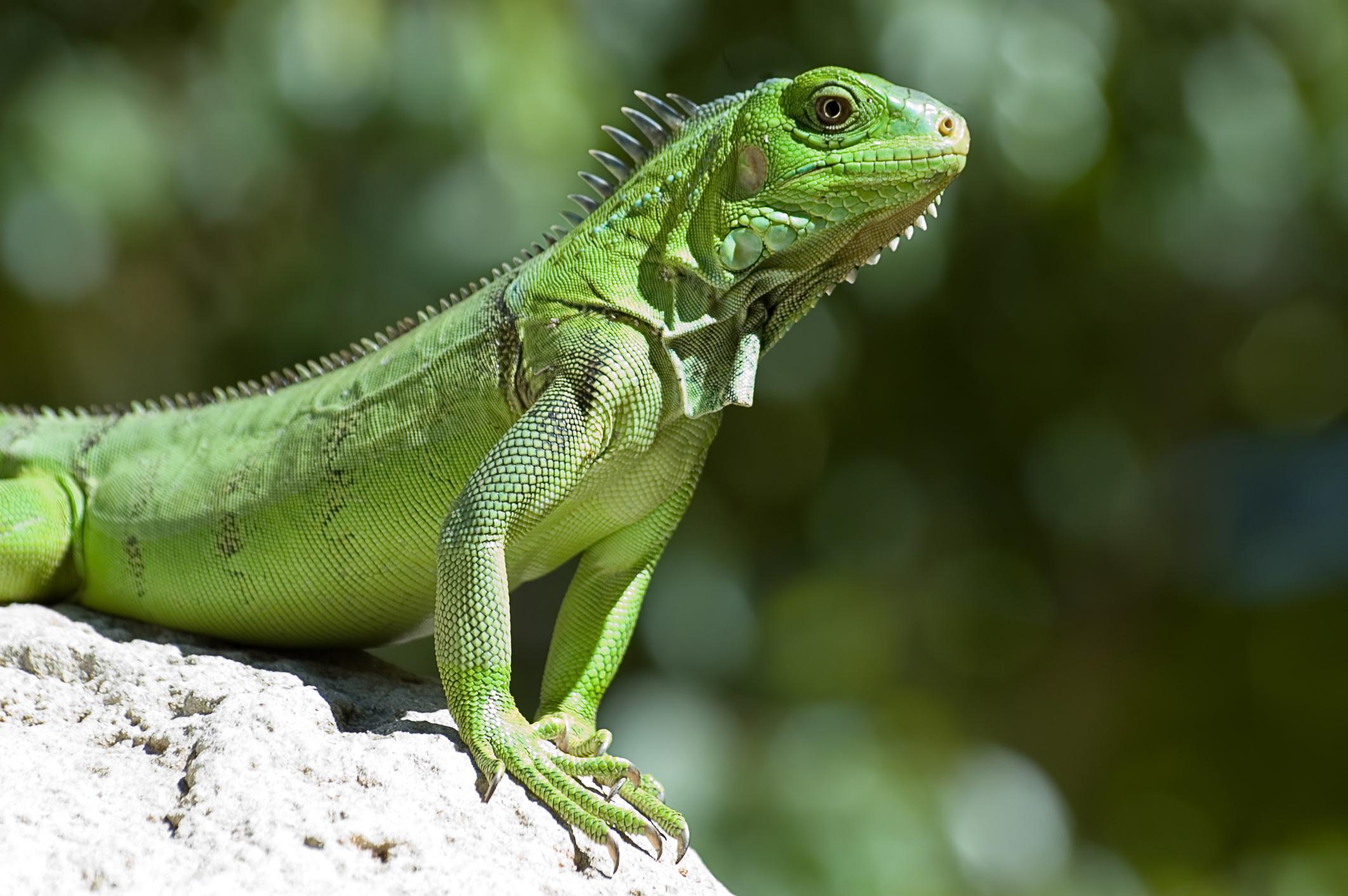 Descubre la verdad: ¿Qué tan peligrosas son las iguanas?