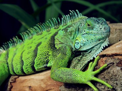 Descubre las curiosidades más sorprendentes de la iguana
