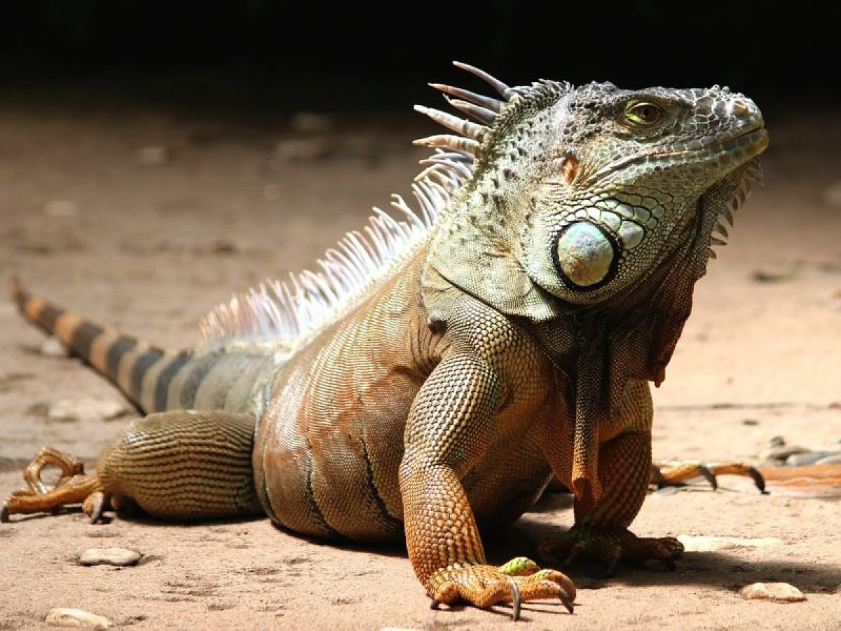 Descubre los datos más curiosos sobre las iguanas que te sorprenderán