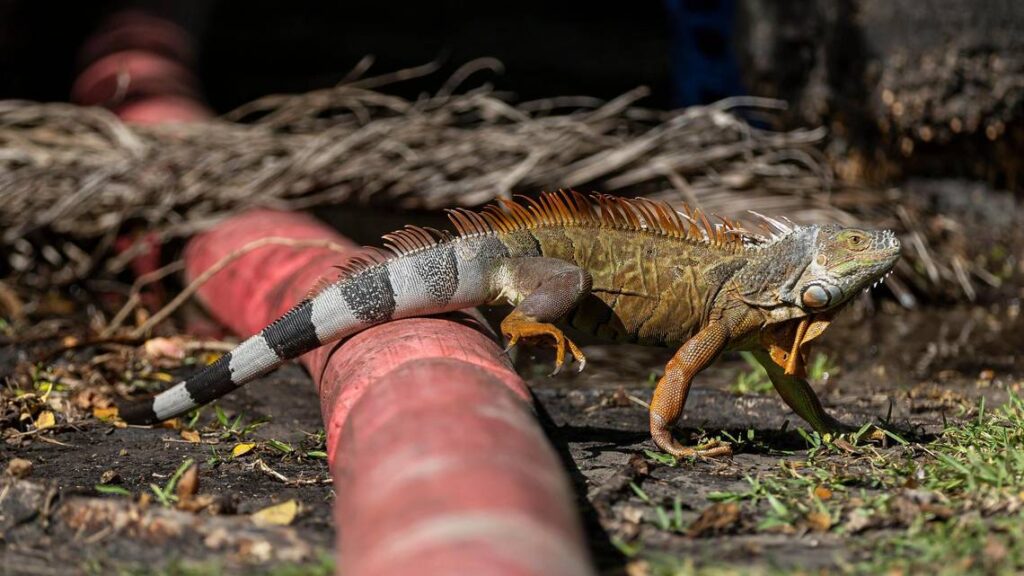 El misterio revelado: ¿Por qué se entierran las iguanas? Descubre la sorprendente explicación detrás de este curioso comportamiento