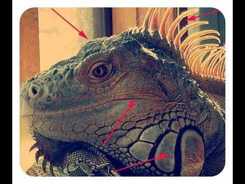 El sorprendente mundo auditivo de las iguanas: ¿Cómo oyen estos fascinantes reptiles?