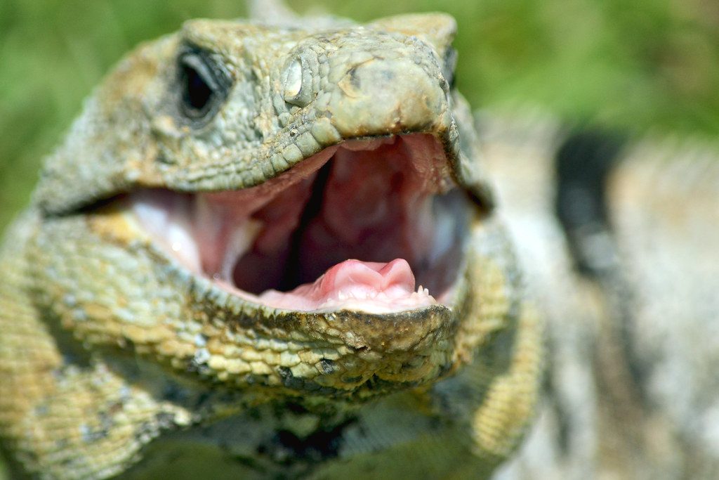 La curiosa dentición de las iguanas: ¿Cuántos dientes tienen realmente?