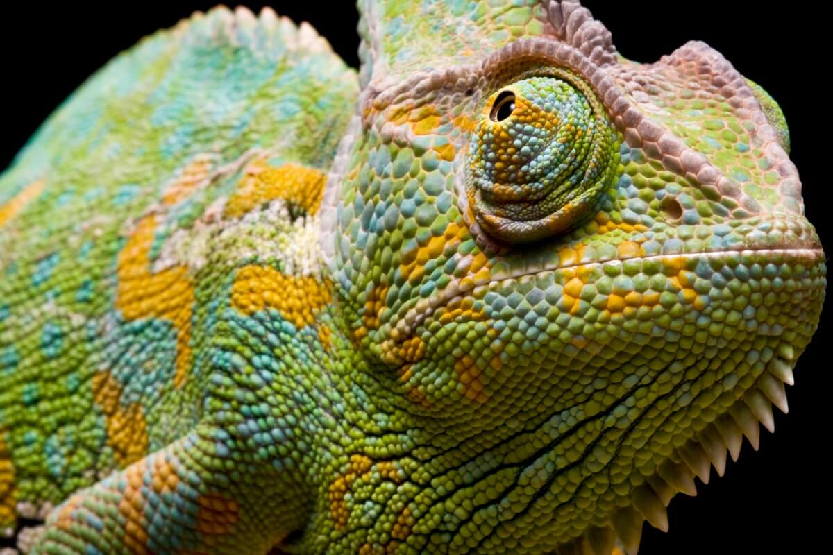 Guía completa: Consejos para tener una iguana de mascota