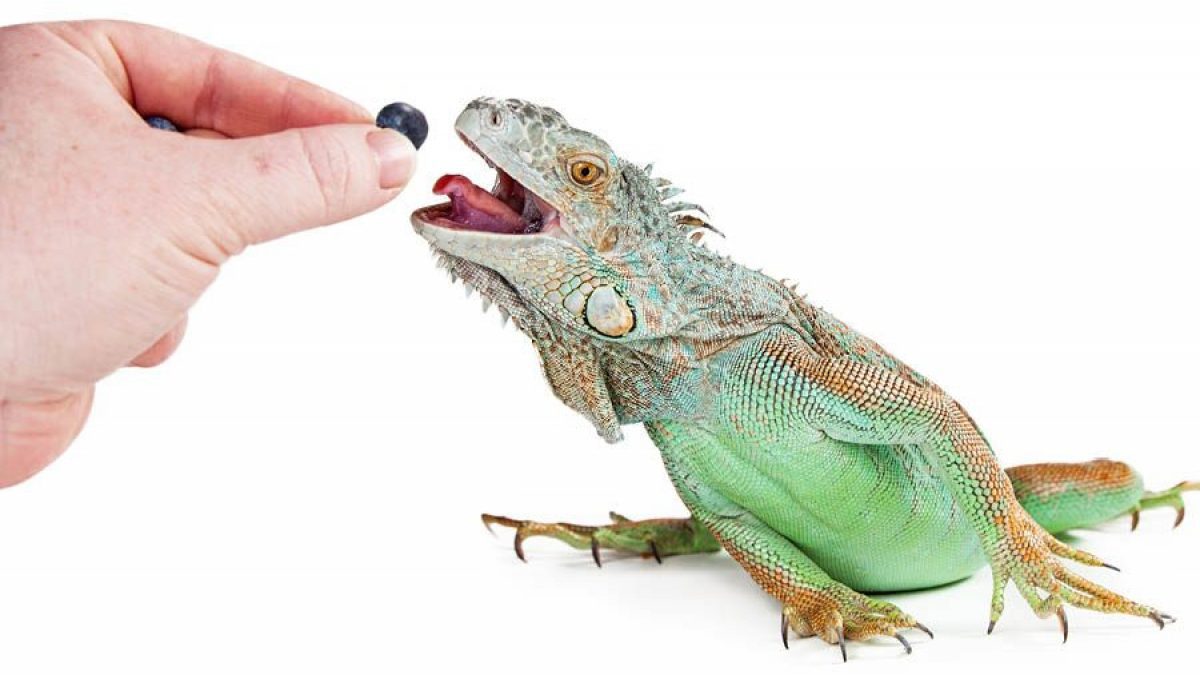 ¿Qué no les gusta a las iguanas? Descubre los gustos y preferencias de estas curiosas mascotas