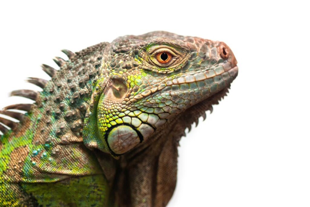 Riesgos y prevención: ¿Qué enfermedades pueden transmitir las iguanas a los humanos?