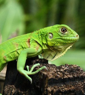 Título: Descubre cuánto cuesta una iguana verde y qué factores influyen en su precio